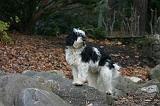 TERRIER DU TIBET 406